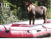 Alaska gay tour - moose in raft