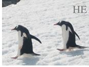 Antarctica gay cruise - penguins