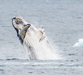 Antarctica whale watching gay cruise