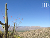 Arizona Cactus Heaven