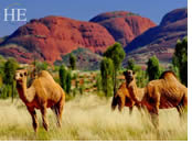 Ayers Rock gay tour camels