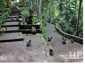 Bali gay tour - Sacred Monkey Forest