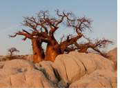 Botswana baobab