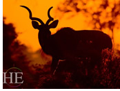 Botswana gay safari - backlit kudu