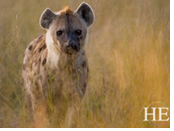 Botswana gay safari - hyena
