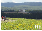 Gay France biking tour - sunflowers