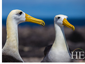 Galapagos gay tour - albatross