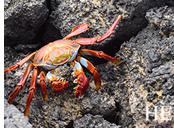 Galapagos gay tour - crab