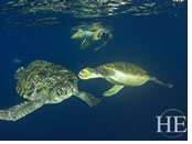 Galapagos gay tour - sea turtles