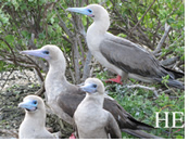 Galapagos gay cruise - red feet birds