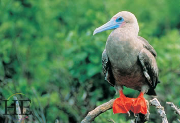 Galapagos Gay Wildlife Cruise