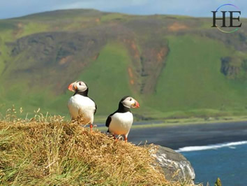 Iceland puffins