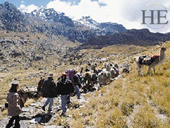 Gay Peru Inca trail hikers with llamas
