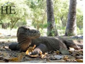 Komodo Dragons gay tour