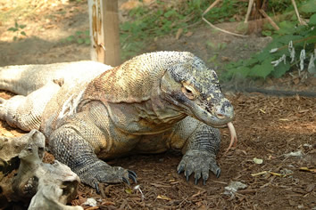 Indonesia gay tour - Komodo dragon