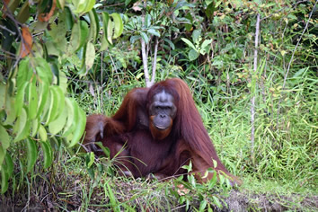 Indonesia gay tour orangutang