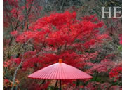 Kyoto gay tour - red foliage