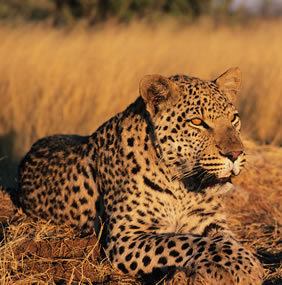 Namibia gay safari - big cats