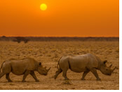Namibia gay safari