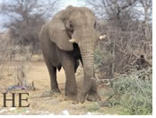 Namibia gay safari elephant