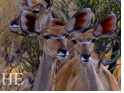 Namibia gay safari adventure wildlife