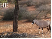 Namibia gay safari wildlife