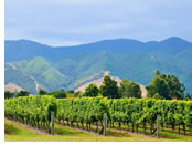 New Zealand gay tour -Martinborough