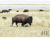 Antelope Island gay tour