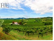 Slovenia gay adventure tour - vineyards