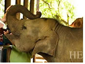 Sri Lanka gay tour - Pinnawala elephant feeding