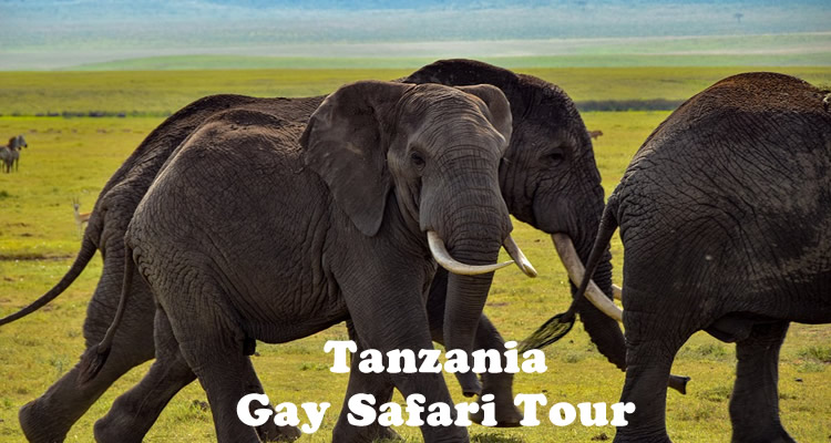 Tanzania Gay Safari Tour