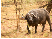 Tanzania gay safari - buffalo