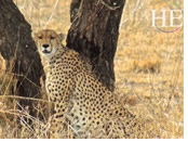 Tanzania gay safari - cheetah