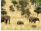 Tanzania, Africa gay safari - elephants