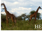 Tanzania gay safari tour - giraffes