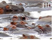 Tanzania gay safari tour - hippos