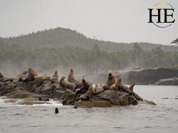 Vancouver Island gay tour sea lions