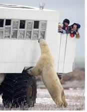Hanns Ebensten Tundra Buggy gay tour