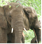 Hanns Ebensten Gay Men's South Africa Safari