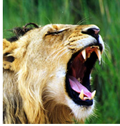 Hanns Ebensten Gay Men's South Africa Safari