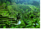 Bali Gay Tour - Ubud