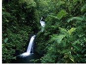Hermes Tours exclusively gay Costa Rica Tour, Monteverde