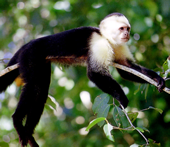 Hermes Tours Costa Rica Gay Tour, Manuel Antonio National Park