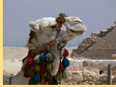 Hermes Tours Egypt gay Tour