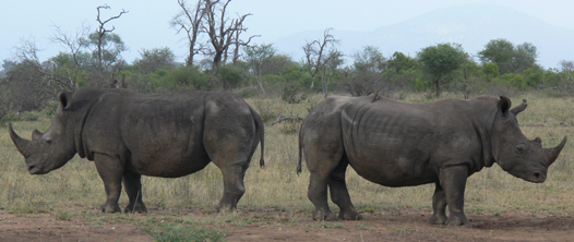 Hermes Tours All Gay South Africa Luxury Tour