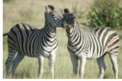 Hermes Tour South Africa Luxury Tour