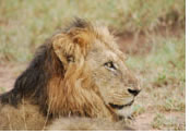 Hermes Tour South Africa Luxury Tour