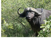 Hermes Tour South Africa Luxury Tour