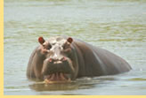 Hermes Tour South Africa Luxury Tour