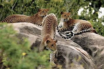 Sri Lanka gay tour - Yala leopards safari